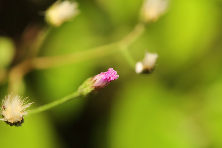 小花特写