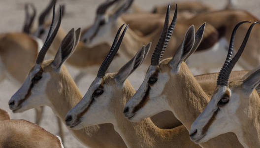 跳羚队在纳米比亚的 Etosha 国家公园