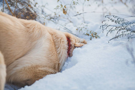 黄金猎犬小狗在雪中