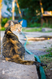 一个大的三色的猫坐在自然与它的背部透镜