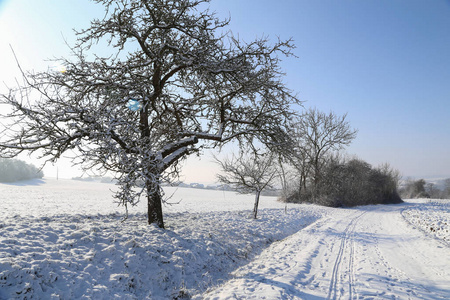 冬季景观  寒冷的早晨。树木覆盖着白霜