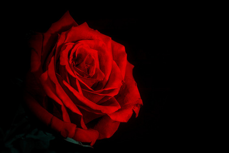红玫瑰的黑色背景