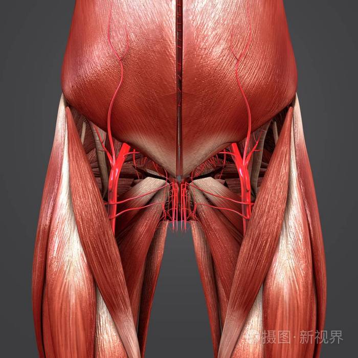 人体臀部和大腿肌肉的彩色医学插图