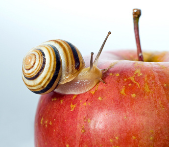 上一个红苹果蜗牛图片