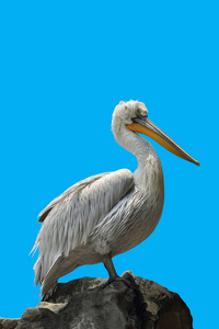 达尔马提亚电影Pelecanus crispus