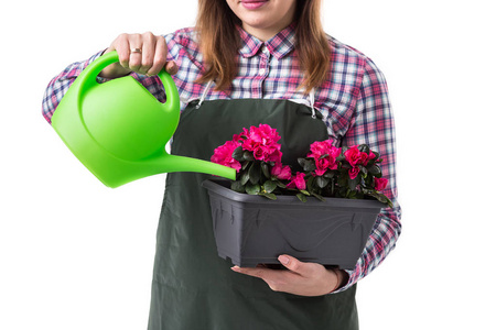 妇女专业园丁或花店在围裙举行花卉和园艺工具在白色背景下隔离。复制空间