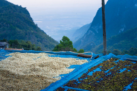 Moob 山部落在山上种植咖啡, 然后把咖啡豆晒干。咖啡农夫是主要职业