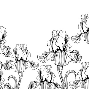 花 虹膜 性 花卉 植物 矢量 夏天 春天 设计 插画