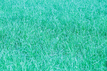 绿草的背景质地与色荫蓝石的模糊和朦胧效果