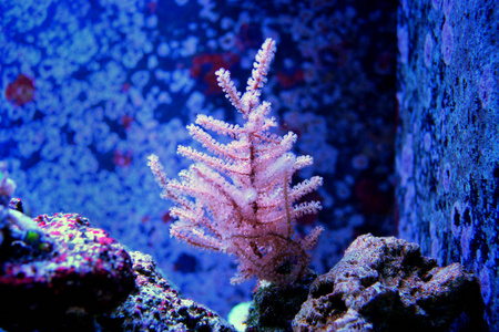 粉红色的光合柳珊瑚