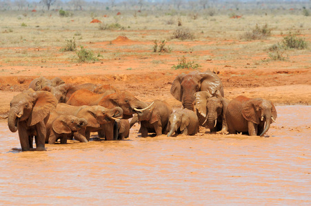 在肯尼亚国家公园中的大象图片