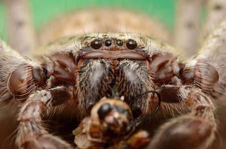 澳大利亚大蜘蛛 Holconia morraensis