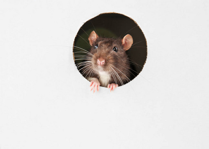 可爱有趣的大鼠在白卡纸从孔望图片