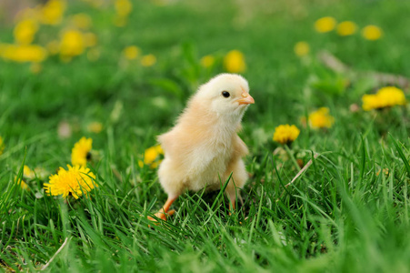 小鸡在草地上