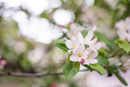 春天盛开的美丽花朵