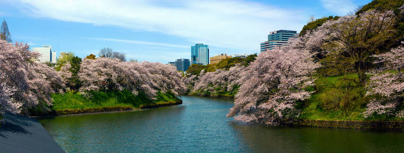 东京的 Chidorigafuchi Moat 沿老樱桃树变成梦幻般的朵朵景观公园