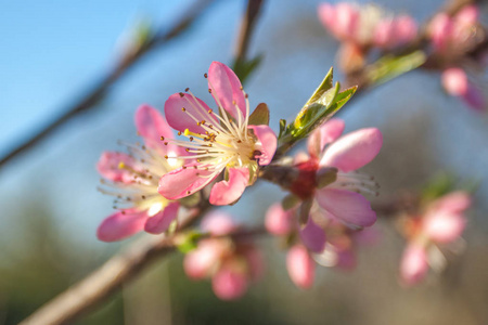 在早春，蜜蜂食物甜桃花
