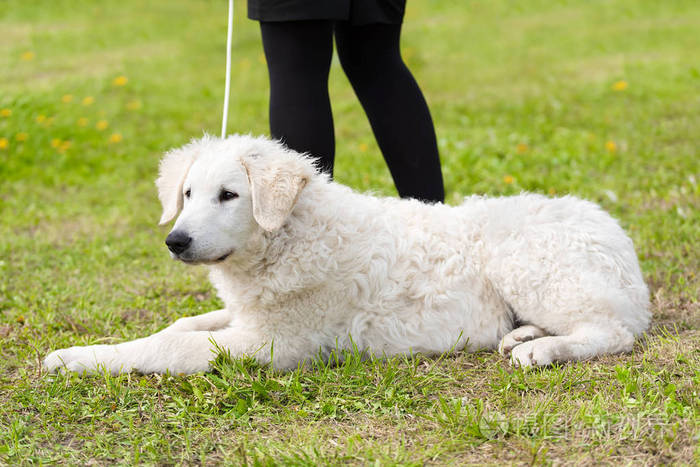 匈牙利的哥威斯犬狗在公园里
