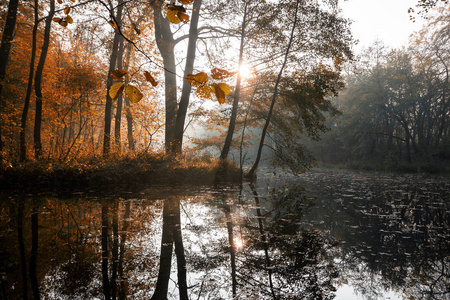秋天的早晨，在森林里
