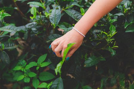 女性手收集绿叶锡兰茶