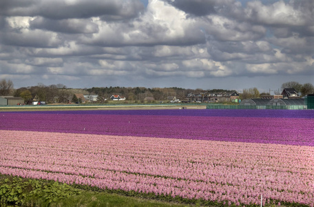 在荷兰 flowerfields