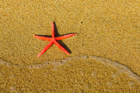 夏季假期假日旅游海滩海星