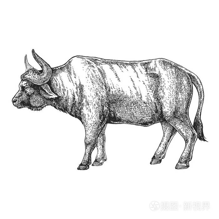 公牛牛水牛手绘插图为纹身设计, 徽章, 徽章, t恤印刷.