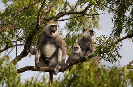 斯里兰卡树上的灰色叶猴家族图片