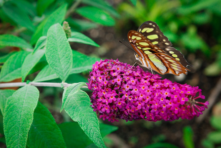 彩色的蝴蝶和花朵