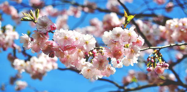 樱花开花。日本樱花树在花园, 春季时间