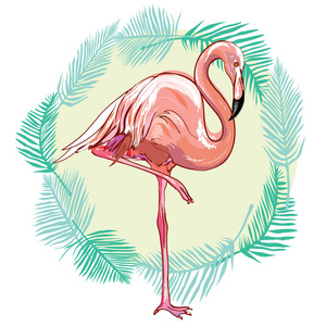粉红色的火烈鸟鸟