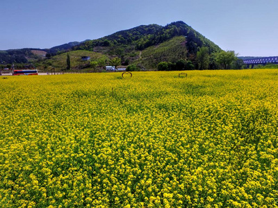 Yuchae 金海 Railbike金海韩国亚洲的油菜花开花