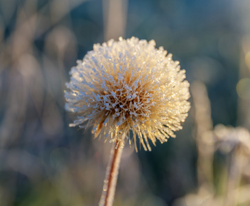 花在霜特写