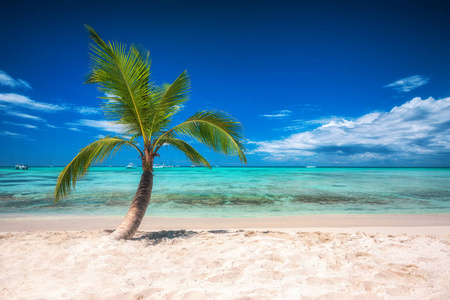 热带岛屿海滩上的棕榈树。 加勒比海的船只。