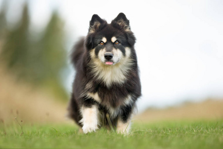 芬兰 lapphund 狗