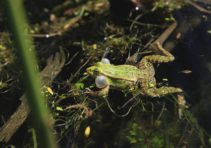 青蛙蛋从普通青蛙, 蛙蛙.4月在水中的几个星团.