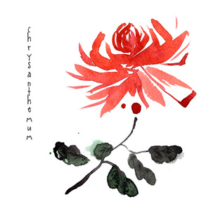 红菊花水彩花
