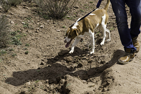 狗 podenco 公园