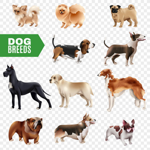 犬品种透明图标集