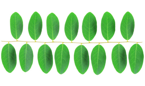 白色背景下绿叶的分离模式