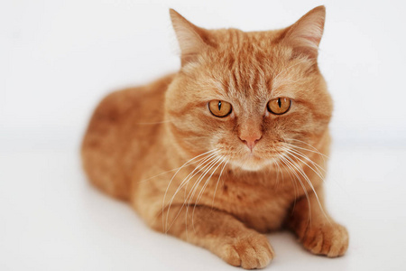大蓬松的红猫与橙色的眼睛躺在一个白色的桌子上, 看着相机