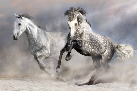 两匹白色的安达卢西亚马在沙漠尘埃中奔跑
