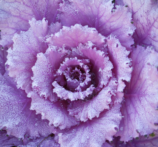 紫色装饰卷心菜叶