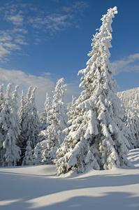 冬天的杉树