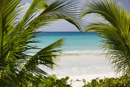 夏天。异国情调的假期。棕榈树。绿松石水。晴朗的蓝天。美丽的白色沙滩。拇指升降机