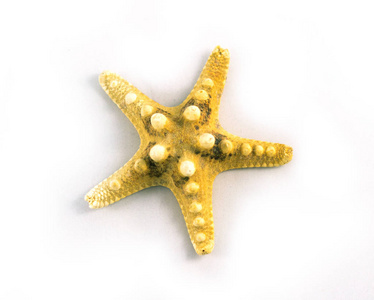 海主题简单组成 海星和白色贝壳