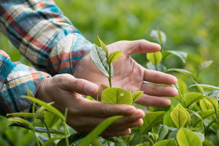 春季种植茶叶的手保护茶叶