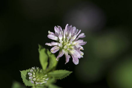 波斯clover轴三叶草