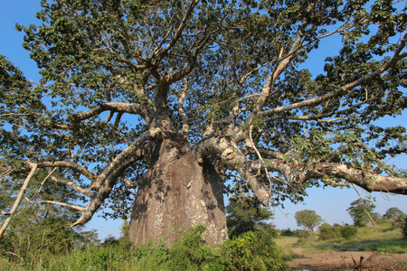 美丽和巨大猴在安哥拉的吉萨玛国家公园