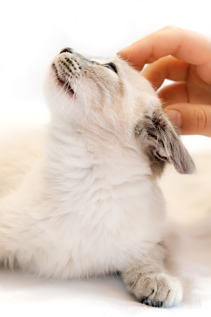 孩子的手和小猫照片-正版商用图片0nes5y-摄图新视界